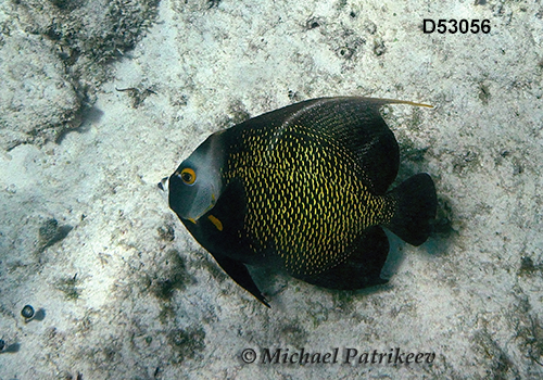 French Angelfish (Pomacanthus paru)